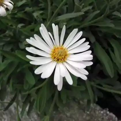Foto von Alpen-Aster 'Albus' (Aster alpinus 'Albus')