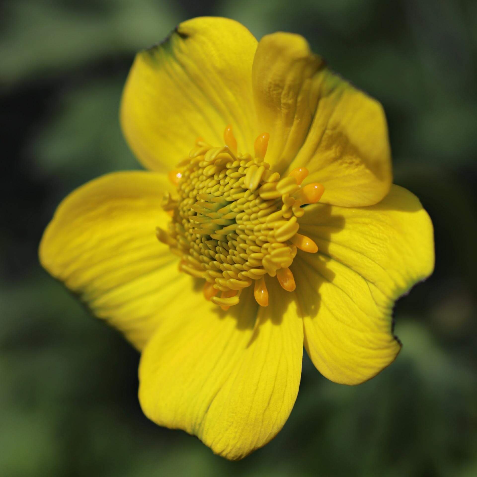 Zwergige Himalaja-Trollblume (Trollius pumilus)