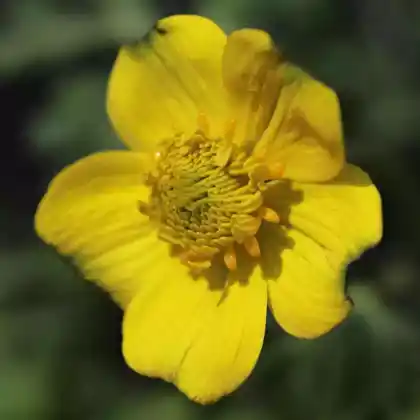 Foto von Zwergige Himalaja-Trollblume (Trollius pumilus)