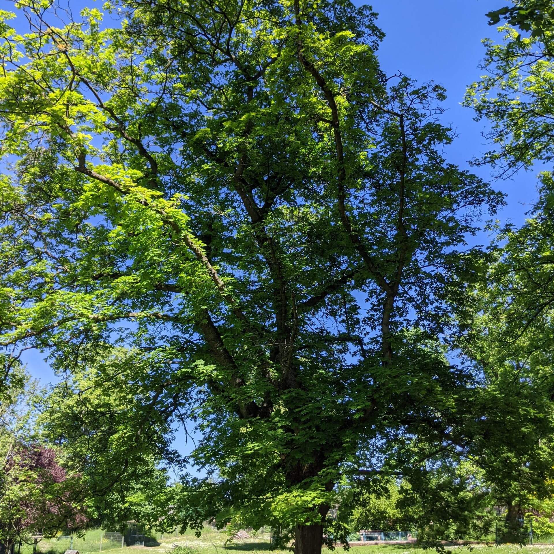 Geschlitzter Spitz-Ahorn (Acer platanoides 'Palmatifidum')