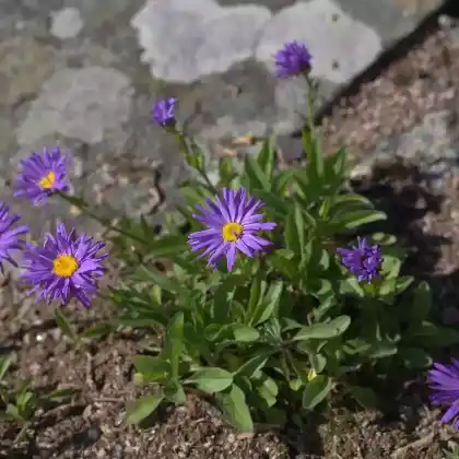 Foto von Alpen-Aster 'Dunkle Schöne' (Aster alpinus 'Dunkle Schöne')