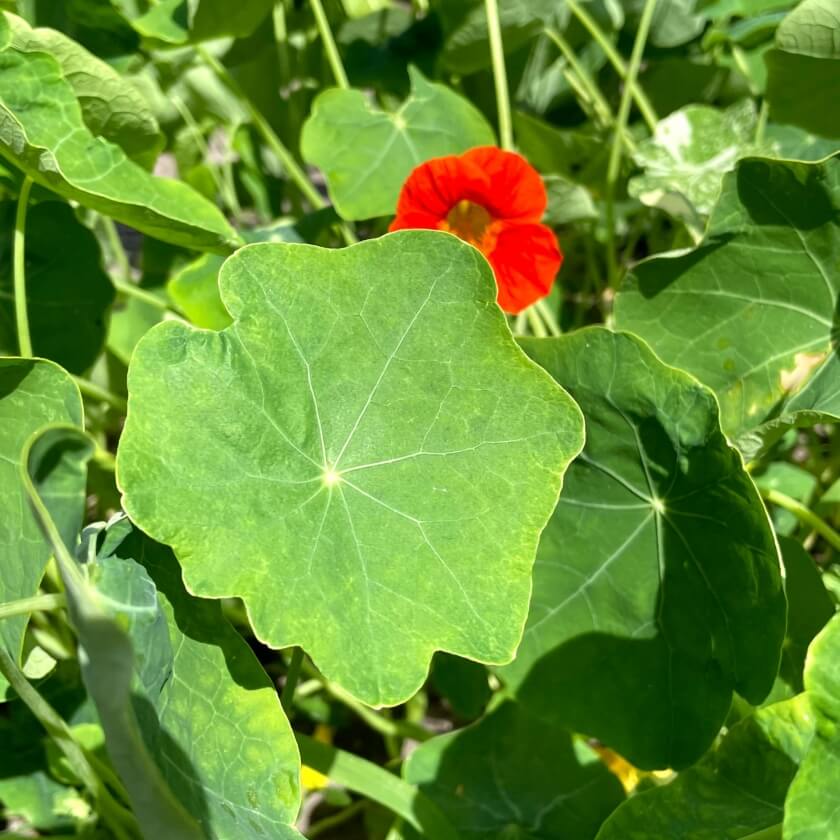 Große Kapuzinerkresse / Tropaeolum majus