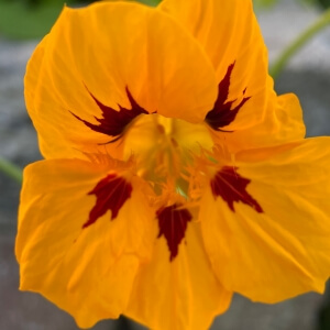 Tropaeolum majus