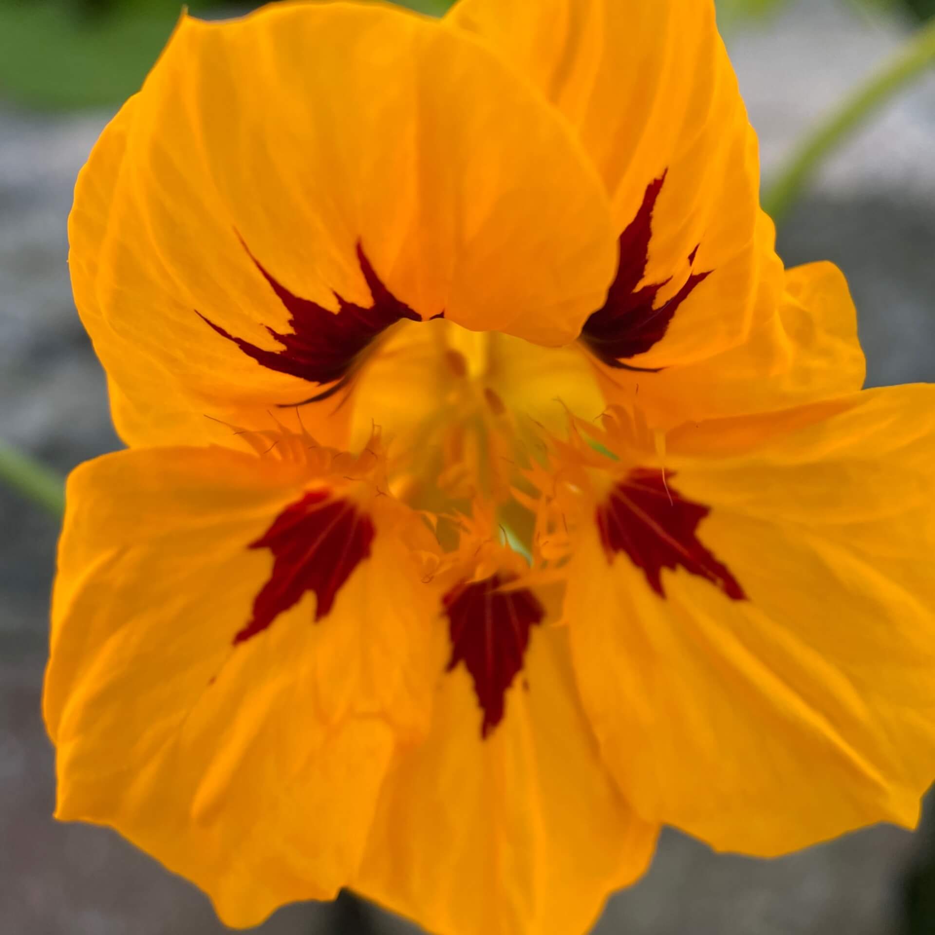 Große Kapuzinerkresse (Tropaeolum majus)