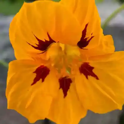 Foto von Große Kapuzinerkresse (Tropaeolum majus)