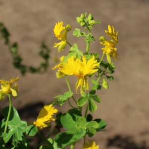 Tropaeolum peregrinum