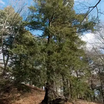 Foto von Kanadische Hemlock (Tsuga canadensis)