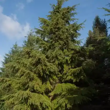 Foto von Westamerikanische Hemlocktanne (Tsuga heterophylla)