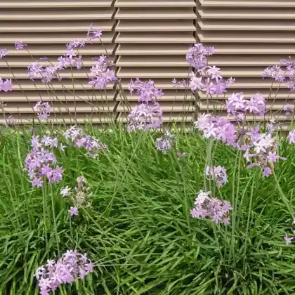 Foto von Zimmerknoblauch (Tulbaghia violacea)
