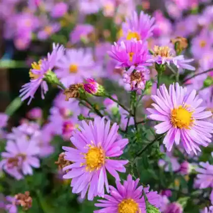 Foto von Alpen-Aster 'Happy End' (Aster alpinus 'Happy End')