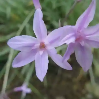 Foto von Zimmerknoblauch 'Silver Lace' (Tulbaghia violacea 'Silver Lace')
