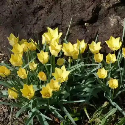 Foto von Zwerg-Tulpe 'Bright Gem' (Tulipa batalinii 'Bright Gem')