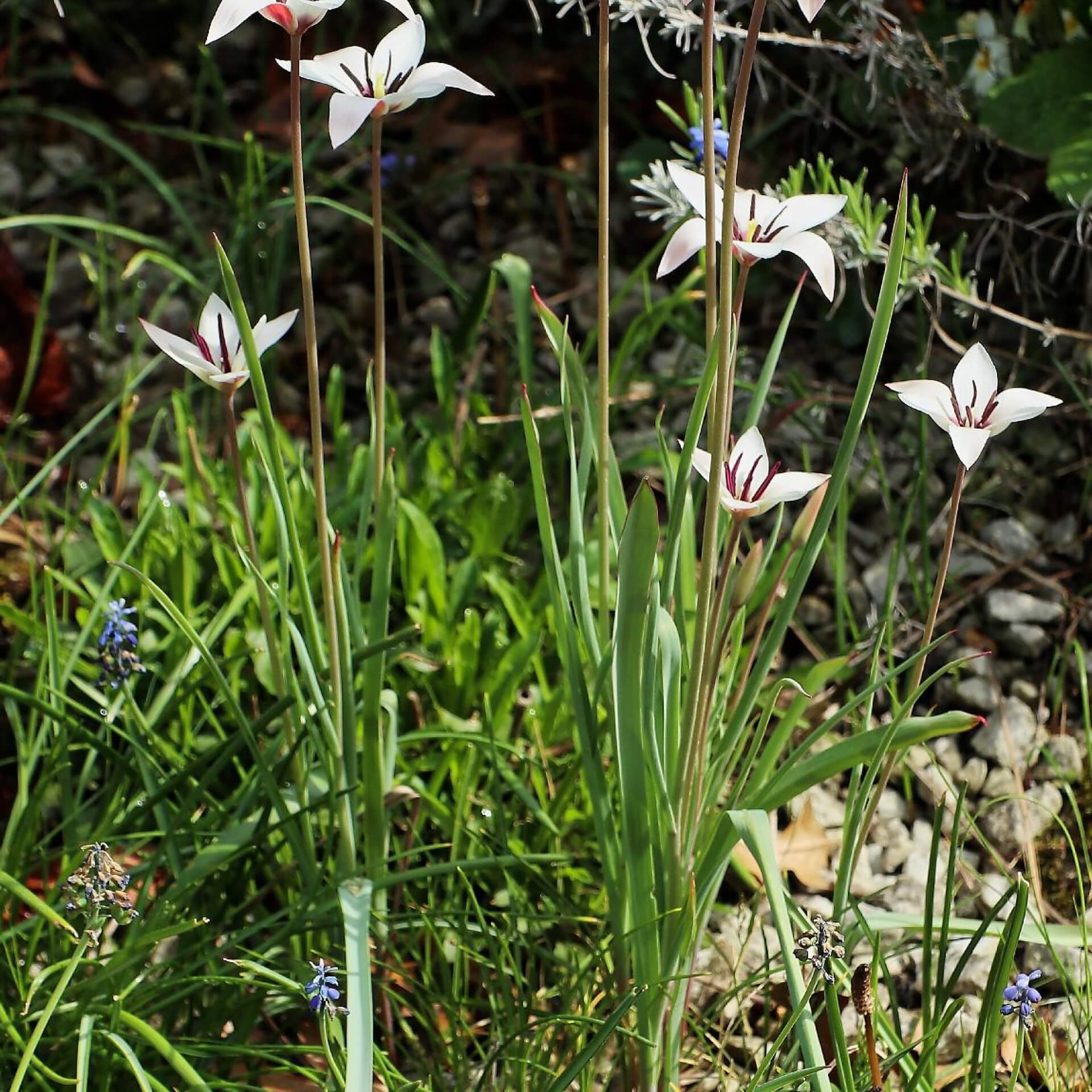 Damen-Tulpe (Tulipa clusiana)