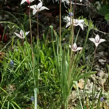 Foto von Damen-Tulpe (Tulipa clusiana)