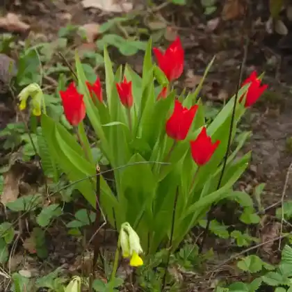 Foto von Eichlers Wildtulpe (Tulipa eichleri)