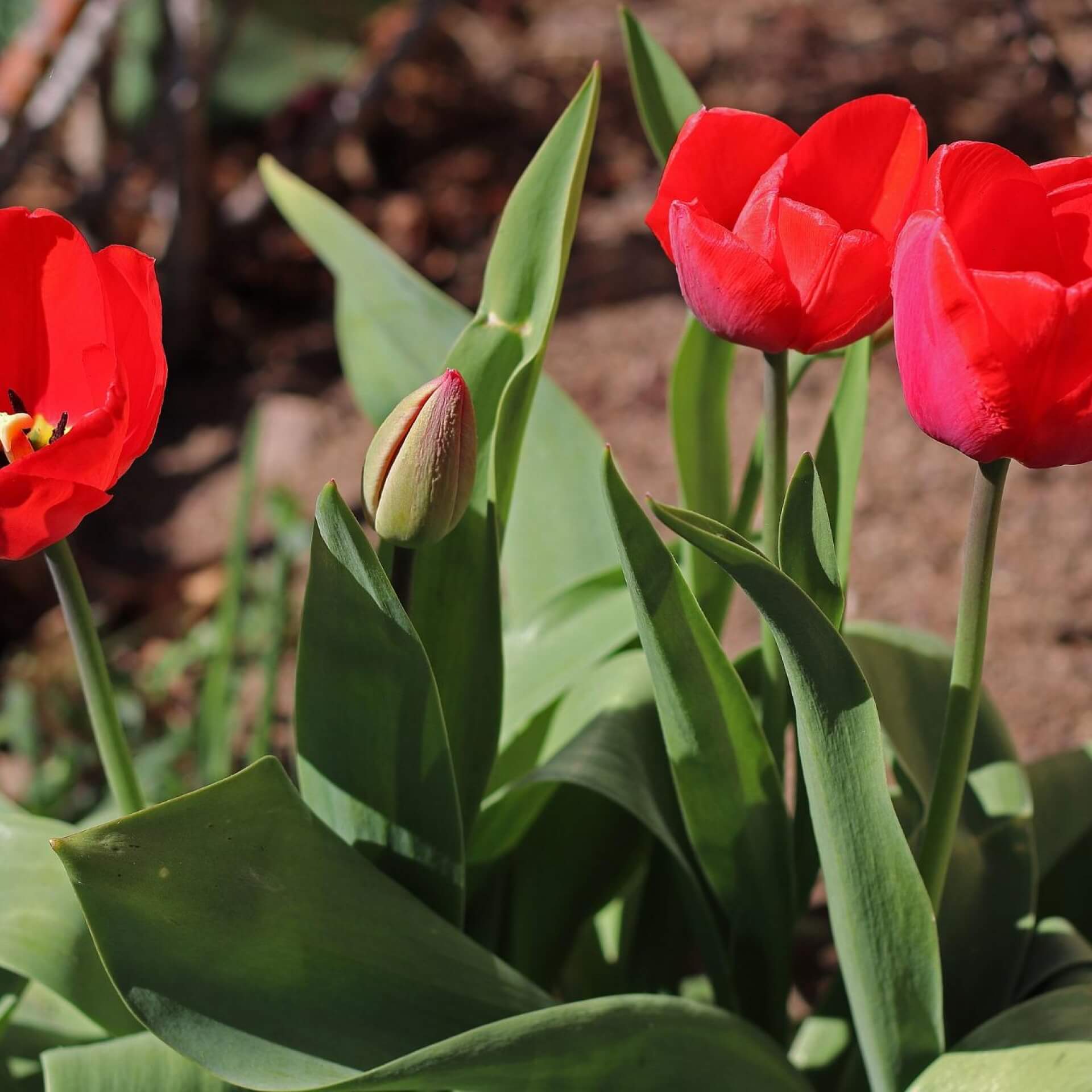 Garten-Tulpe (Tulipa gesneriana)