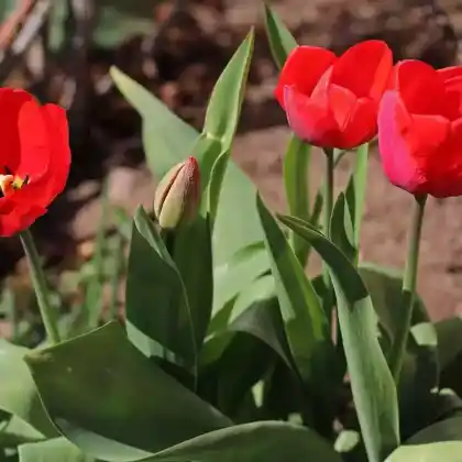 Foto von Garten-Tulpe (Tulipa gesneriana)