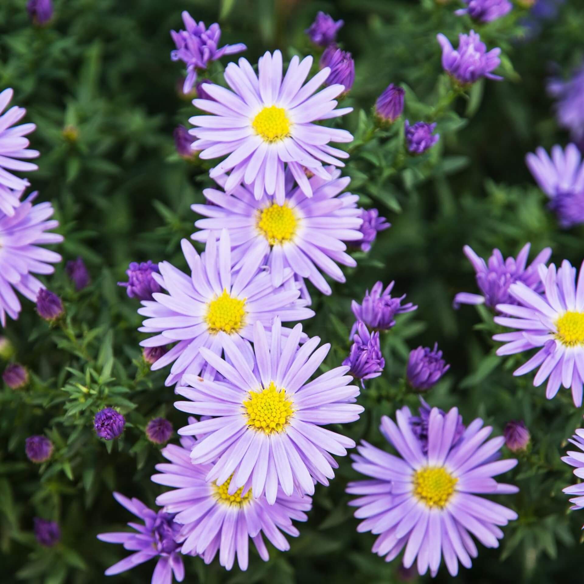Berg-Aster (Aster amellus)