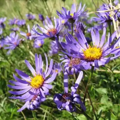 Foto von Berg-Aster (Aster amellus)