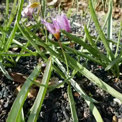 Foto von Zwerg-Tulpe (Tulipa humilis)