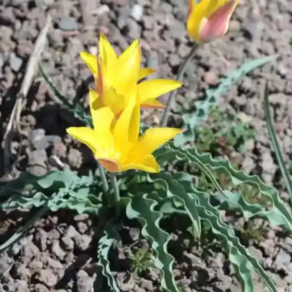 Foto von Kolpakowskys Tulpe (Tulipa kolpakowskiana)