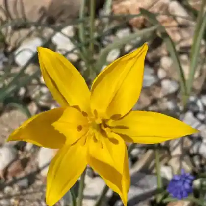 Foto von Wilde Tulpe (Tulipa sylvestris)