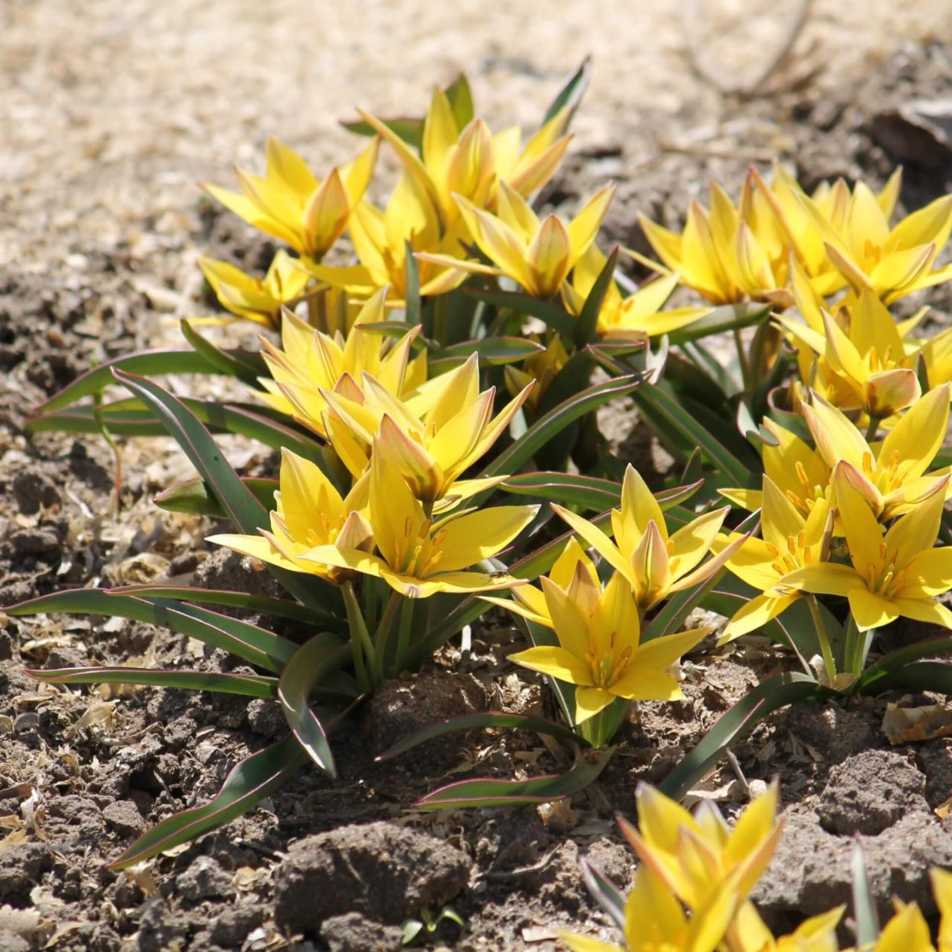 Tarda-Tulpe (Tulipa tarda)