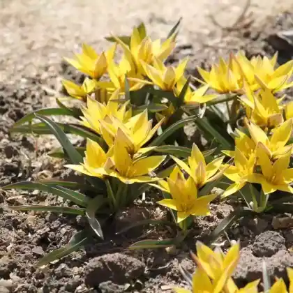 Foto von Tarda-Tulpe (Tulipa tarda)