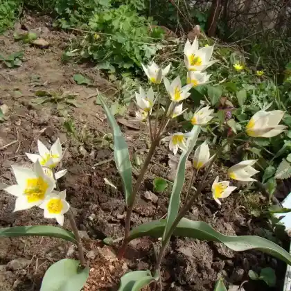 Foto von Turkestanische Tulpe (Tulipa turkestanica)