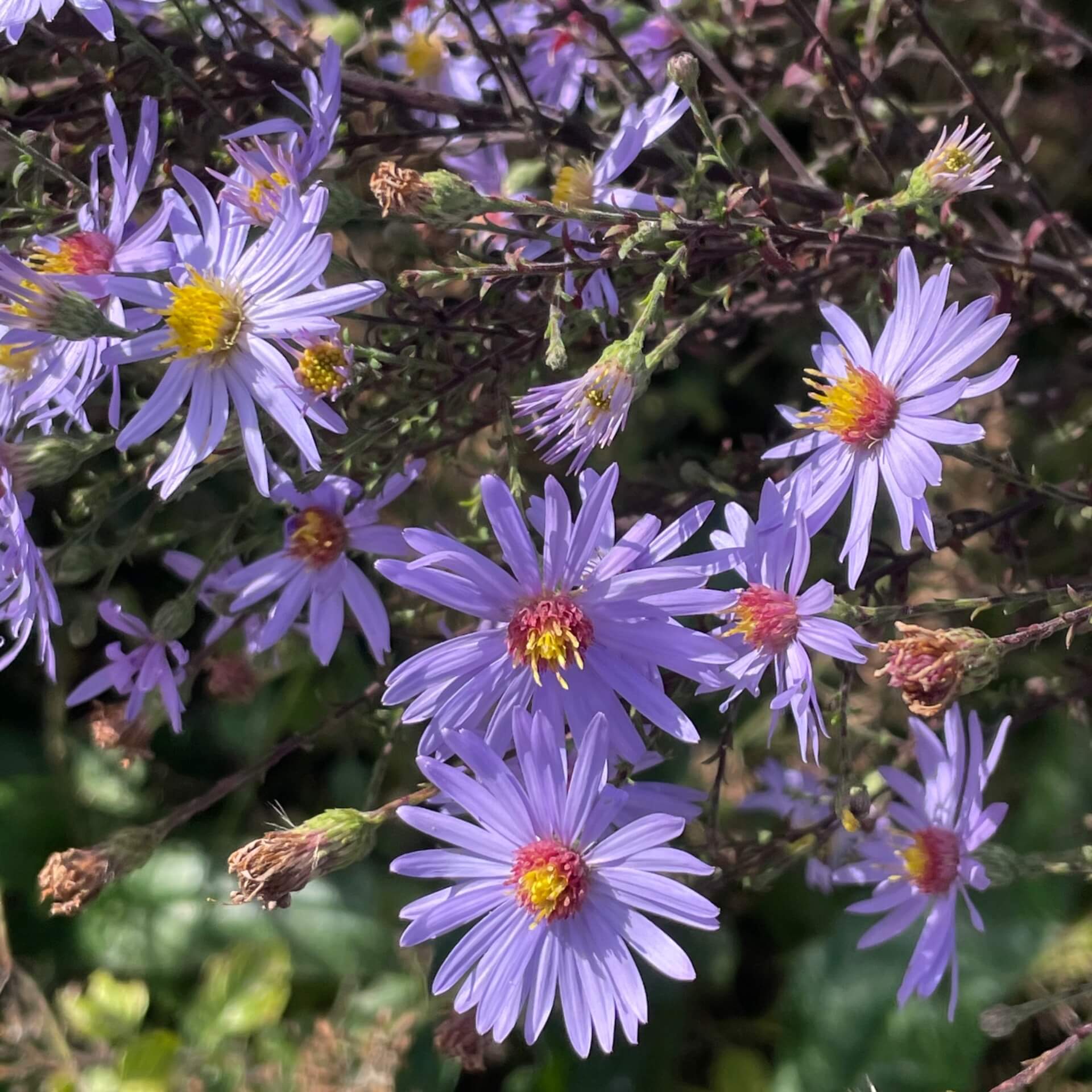 Berg-Aster 'Blue King' (Aster amellus 'Blue King')