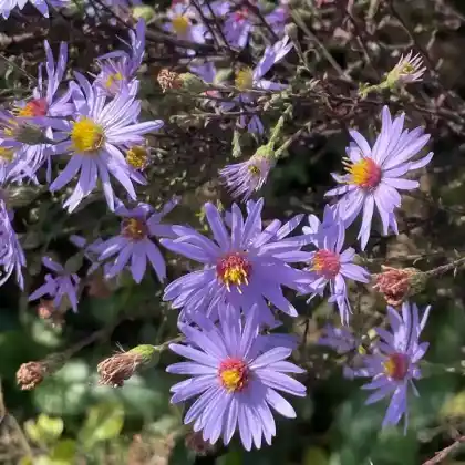 Foto von Berg-Aster 'Blue King' (Aster amellus 'Blue King')