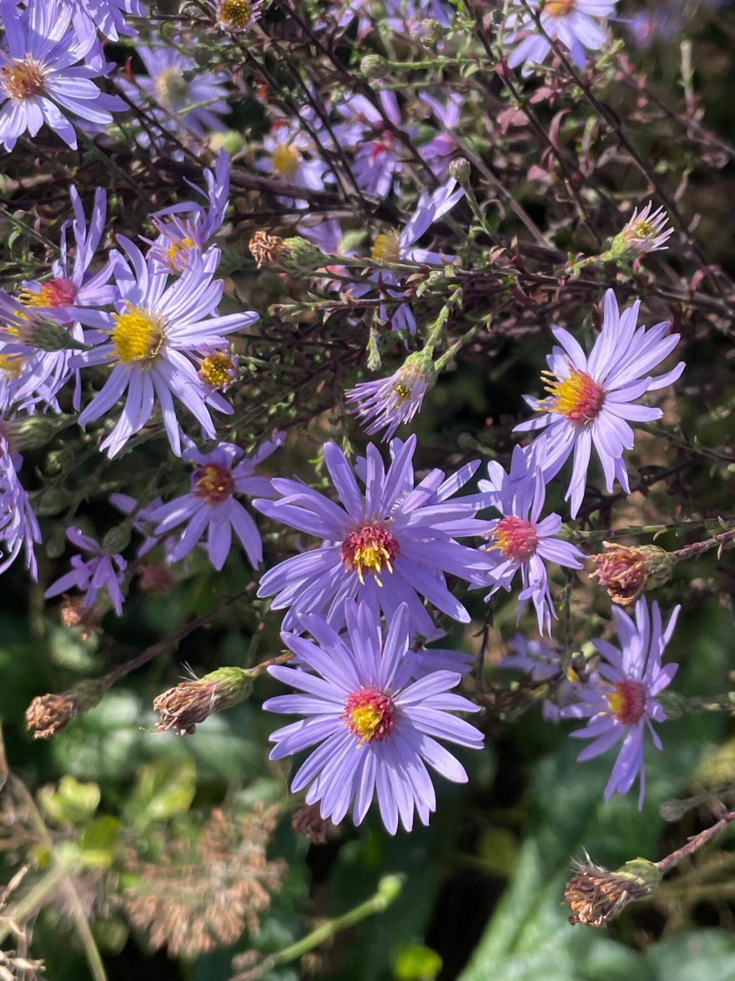 BergAster 'Blue King' / Aster amellus 'Blue King'