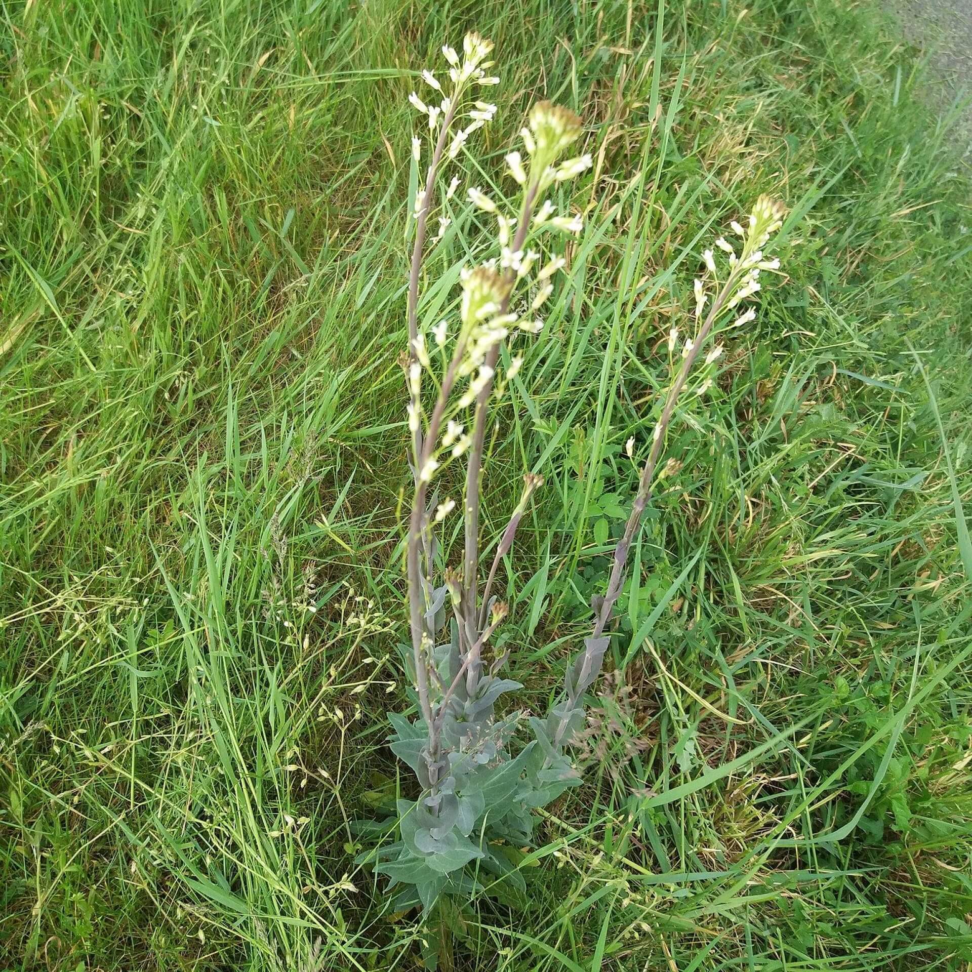 Turmkraut (Turritis glabra)