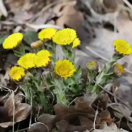 Foto von Huflattich (Tussilago farfara)