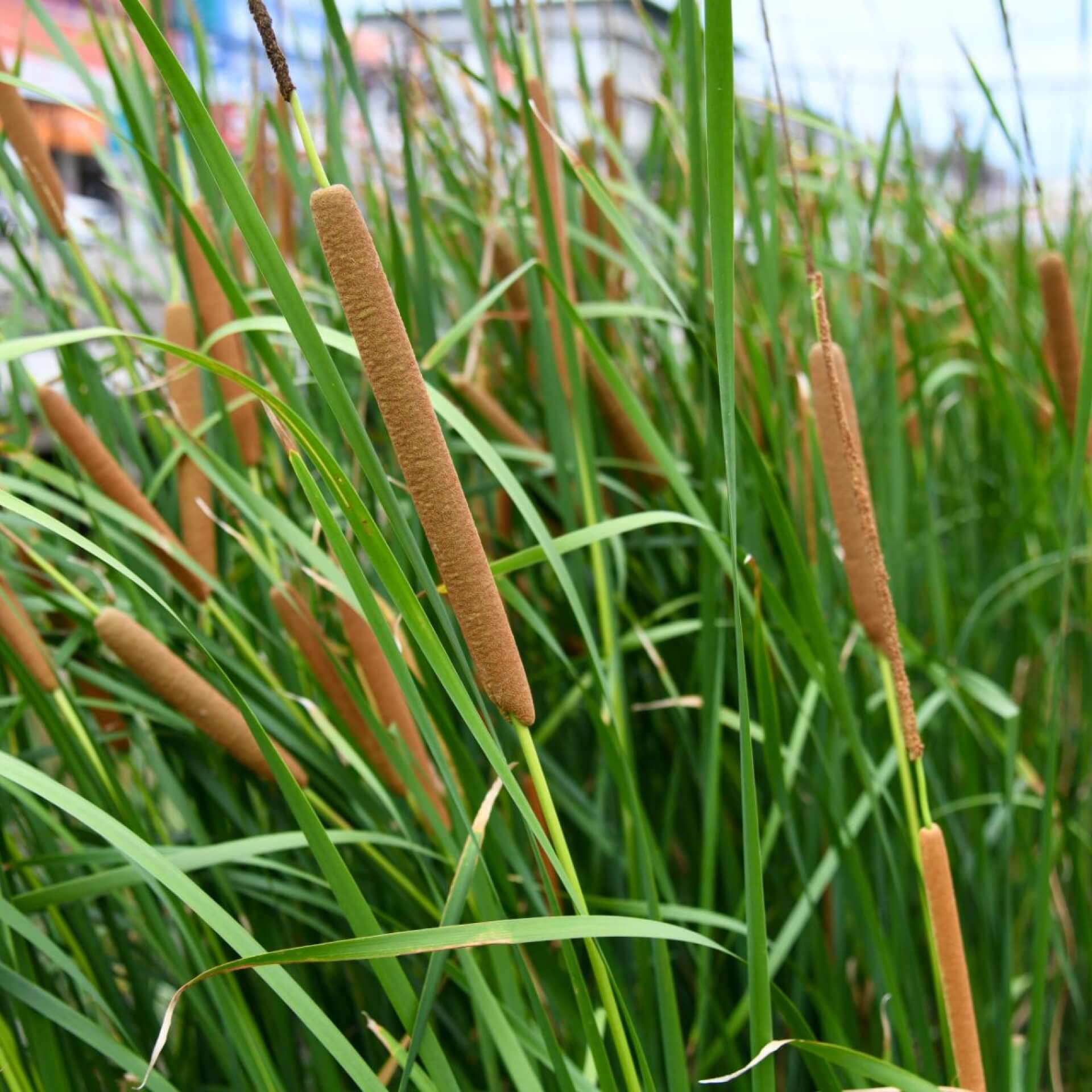 Schmalblättriger Rohrkolben (Typha angustifolia)