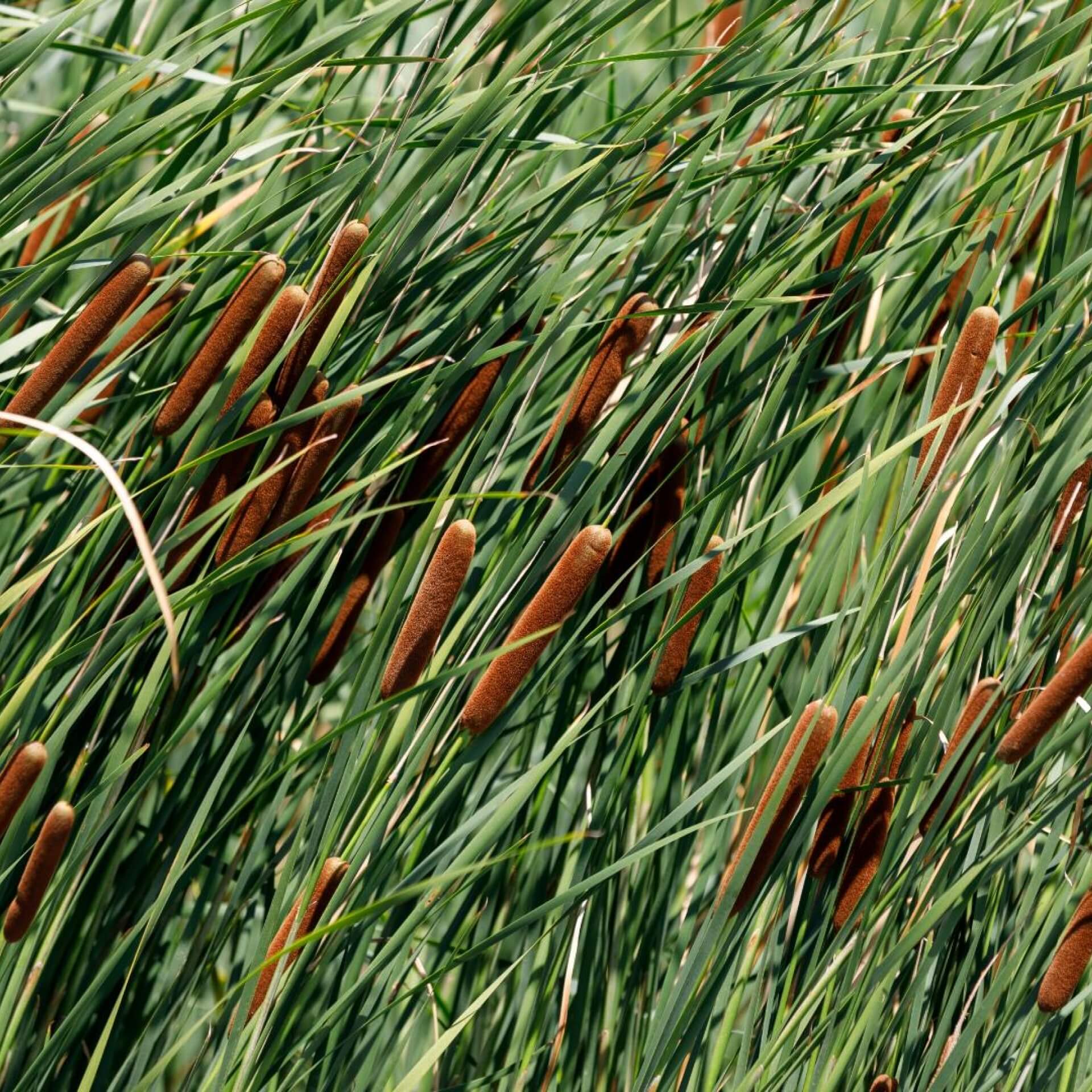 Breitblättriger Rohrkolben (Typha latifolia)