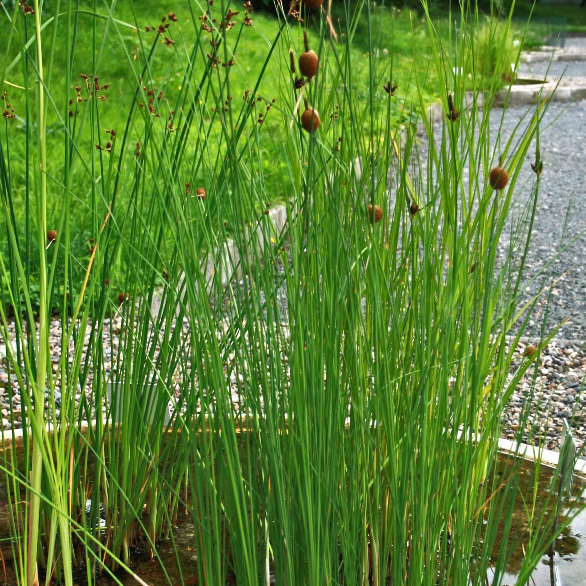 Zwerg-Rohrkolben (Typha minima)