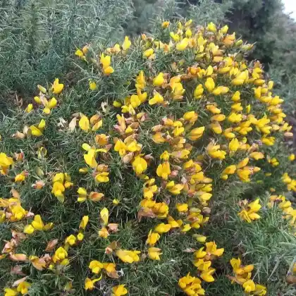 Foto von Stechginster (Ulex europaeus)