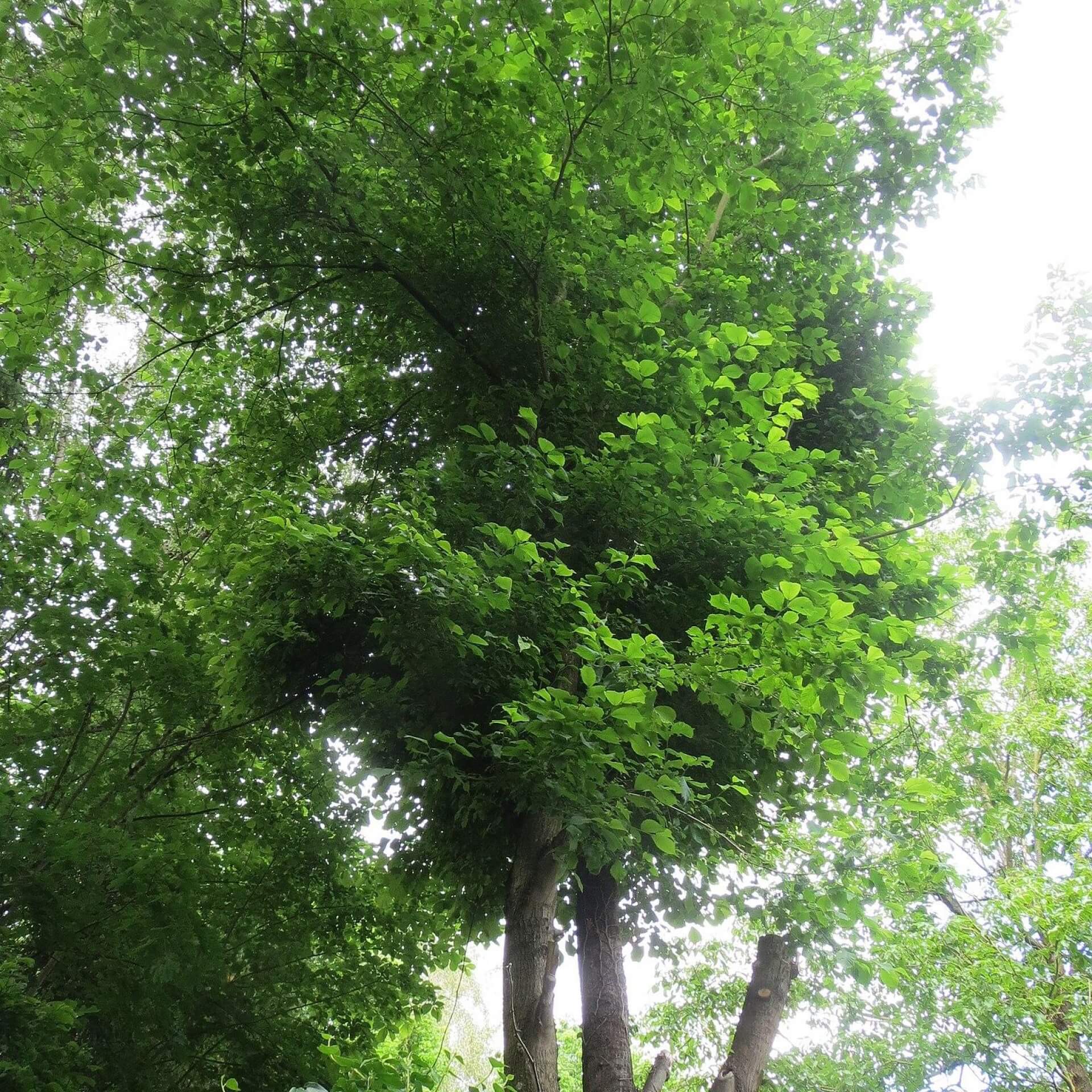 Berg-Ulme (Ulmus glabra)