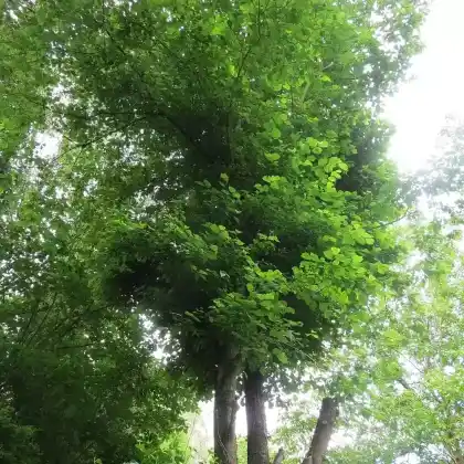 Foto von Berg-Ulme (Ulmus glabra)