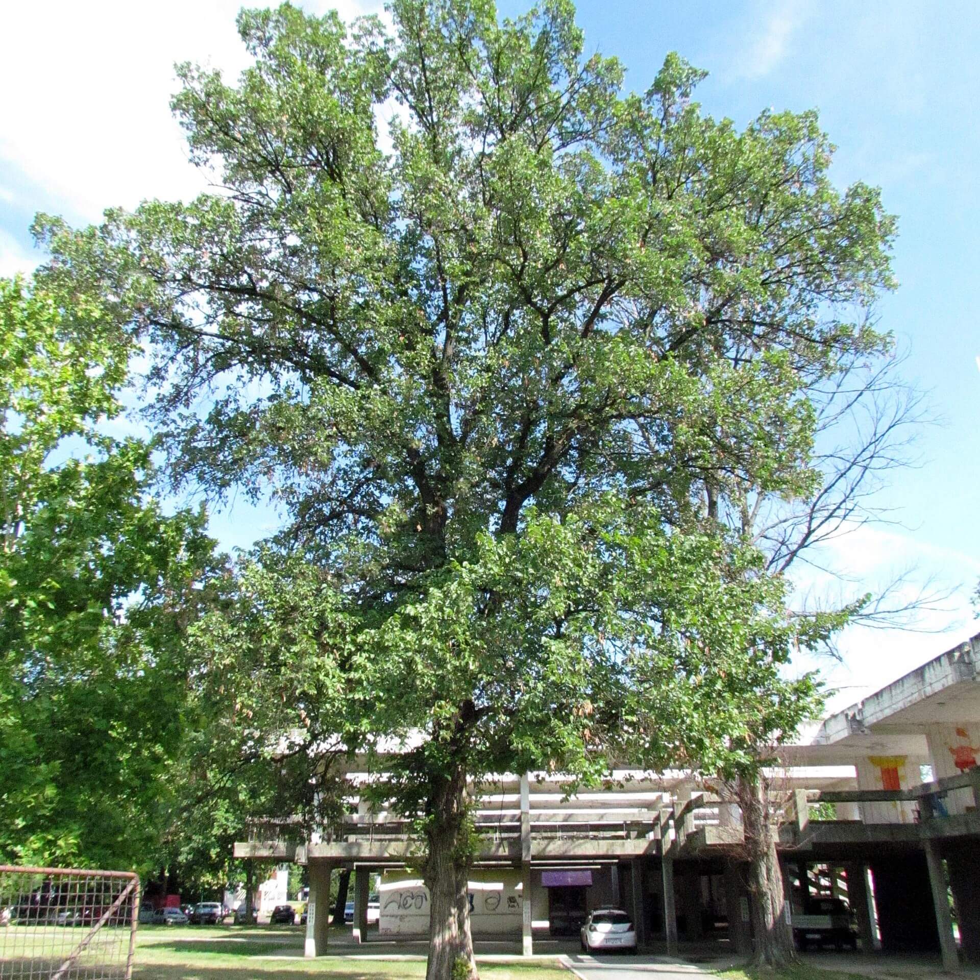 Flatter-Ulme (Ulmus laevis)