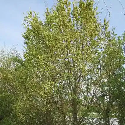 Foto von Feld-Ulme (Ulmus minor)