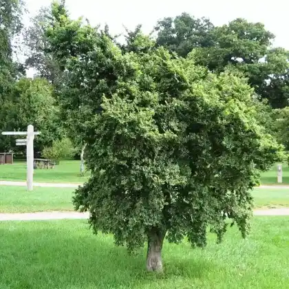 Foto von Ulme 'Jacqueline Hillier' (Ulmus minor 'Jacqueline Hillier')