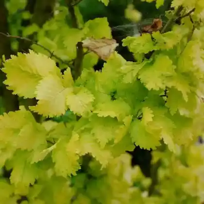 Foto von Gold-Ulme (Ulmus minor 'Wredei')