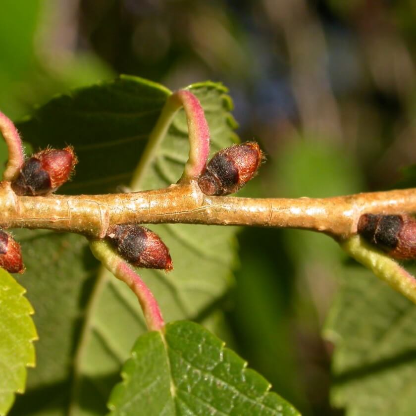 Sibirische Ulme / Ulmus pumila