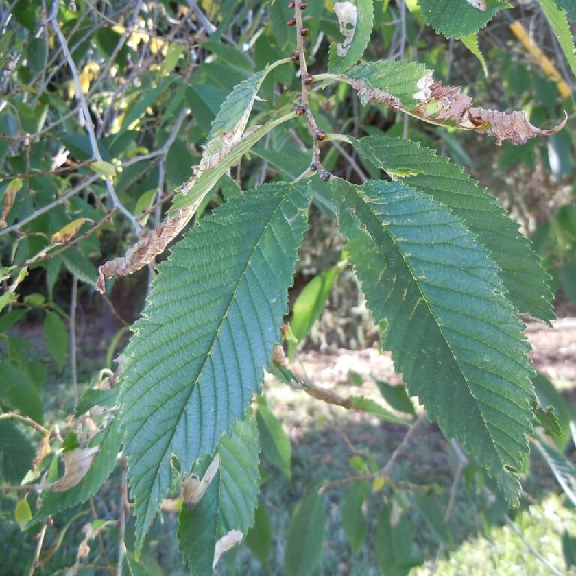 Sibirische Ulme / Ulmus pumila