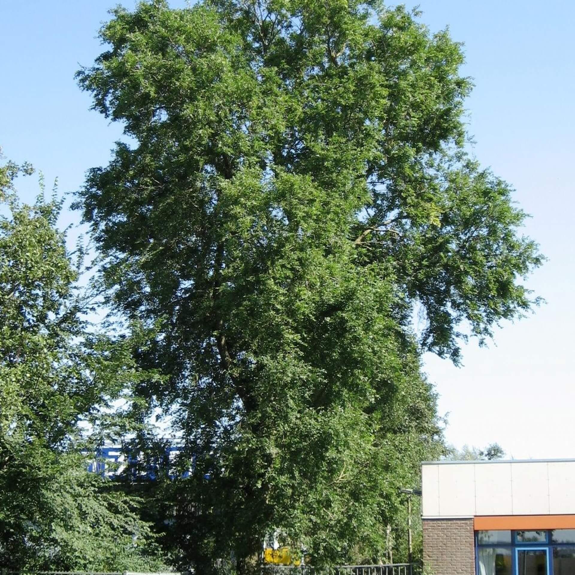 Sibirische Ulme (Ulmus pumila)