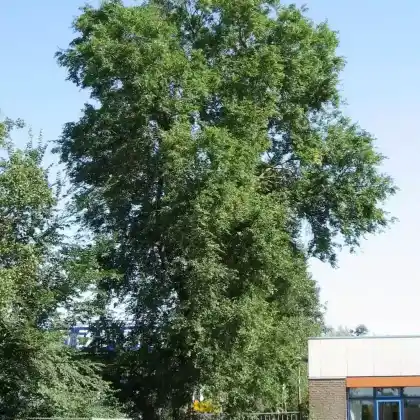 Foto von Sibirische Ulme (Ulmus pumila)