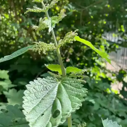 Foto von Brennnessel (Urtica dioica)
