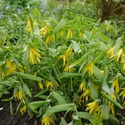 Foto von Hänge Goldglocke (Uvularia grandiflora)